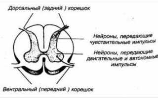 Чем лечить остеохондроз с корешковым синдромом