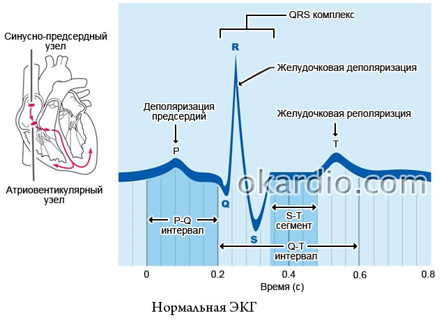 ЭКГ здорового человека