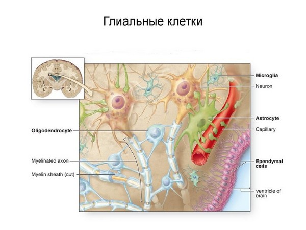 глиальные клетки