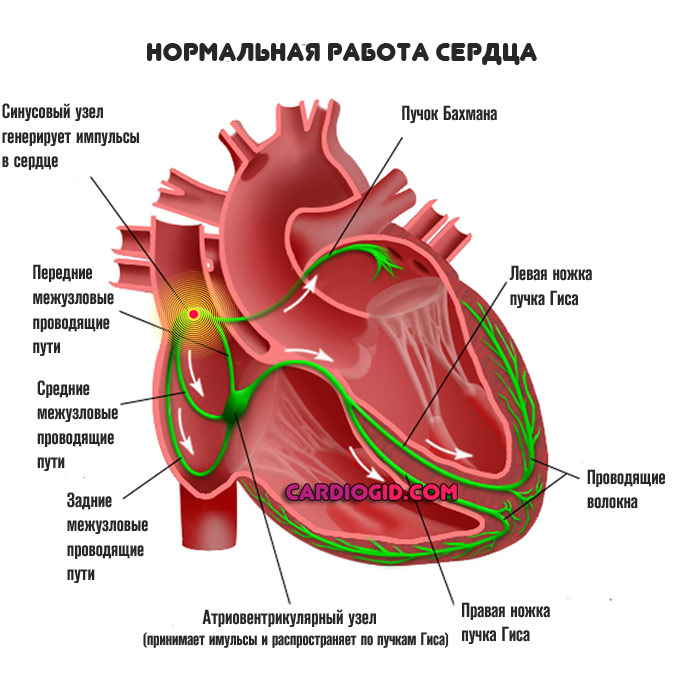проводящая система сердца