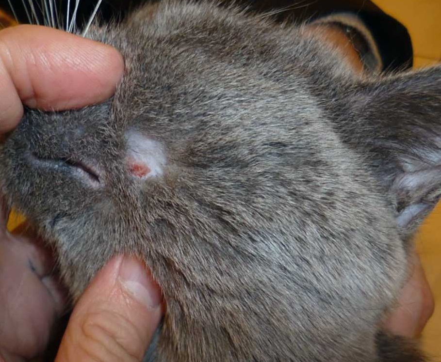 Аллергия у кошки