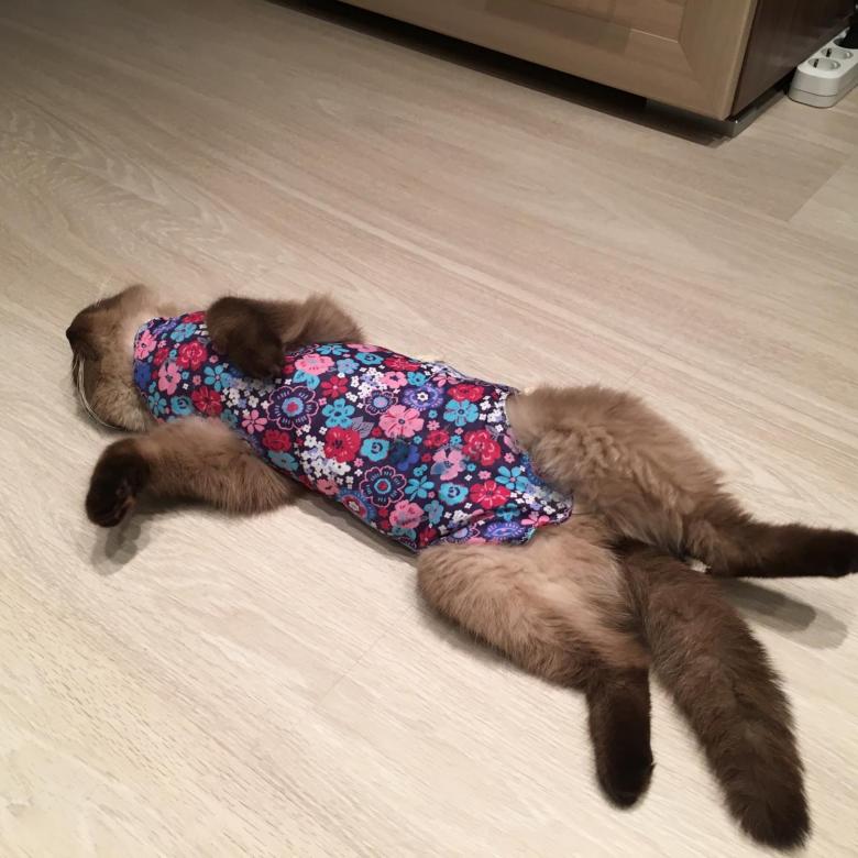Попона