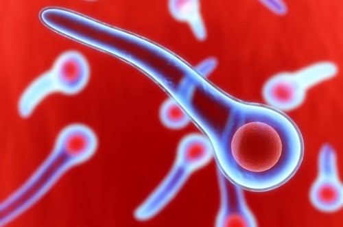 столбнячная палочка Clostridium tetani