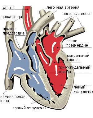 Гемодинамика при пороках сердца